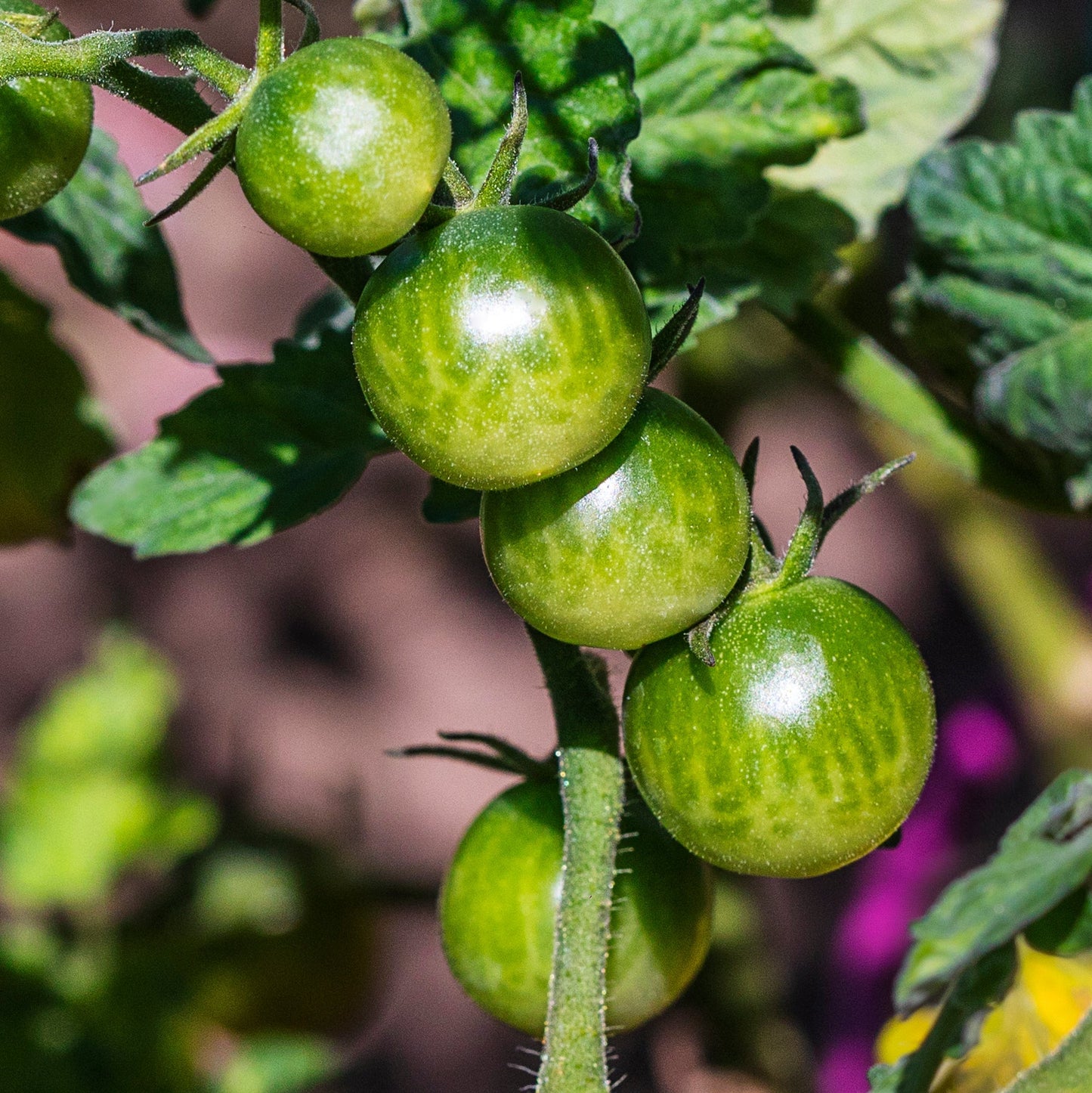Tomato