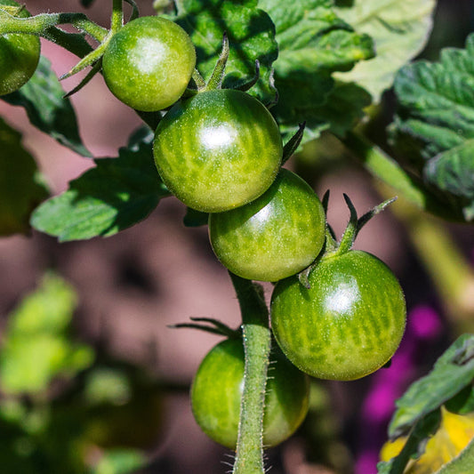 Tomato