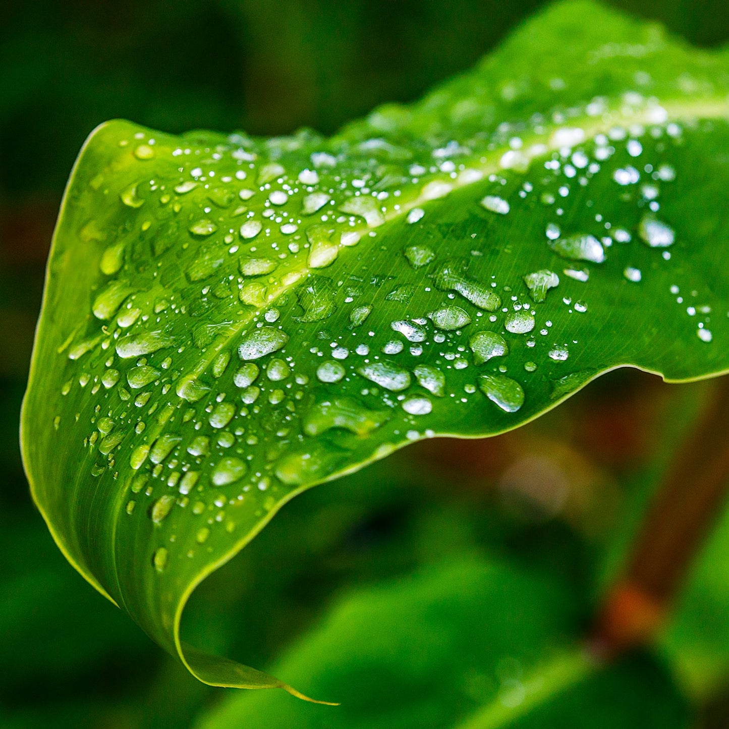 Leaf